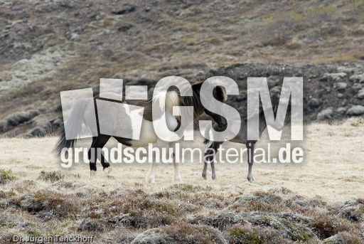 Islandpferde (16 von 50).jpg